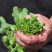 Marübchen Marübchen